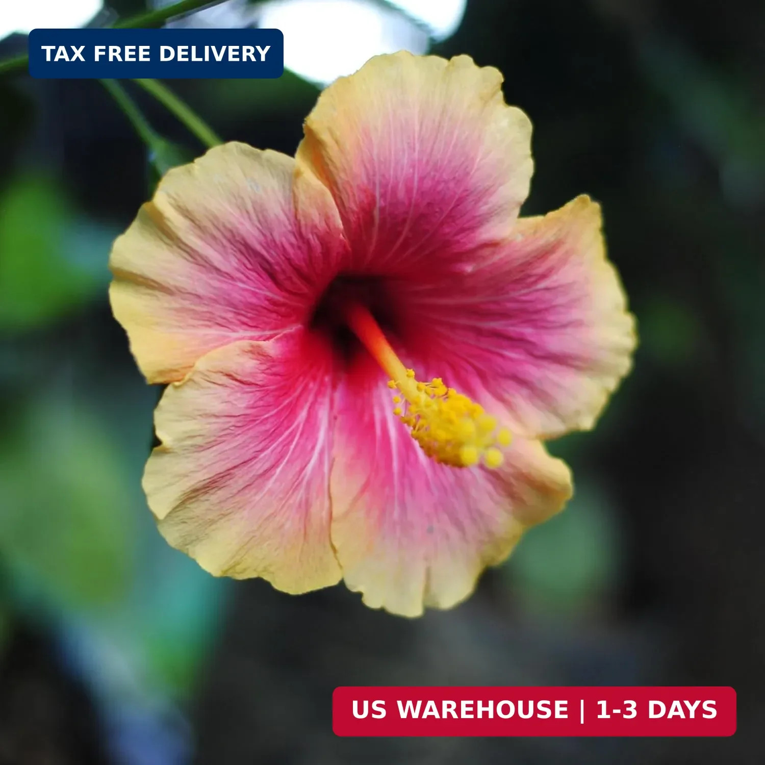 CarpetC199+ Hibiscus Seeds Mixed Colors for Planting – Giant Hardy Perennial Flo