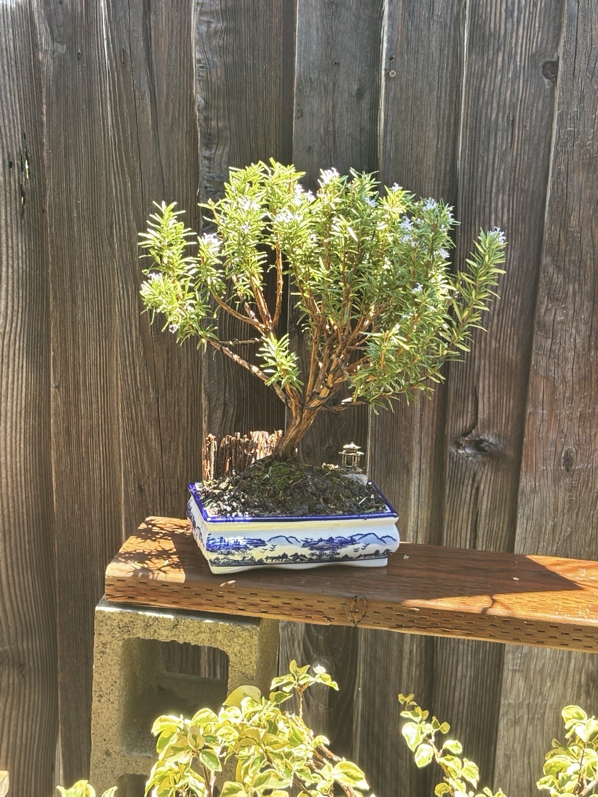 16 YEAR OLD ROSEMARY BONSAI TREE IN 10” CERAMIC POT. SHIPPING VIA FEDEX