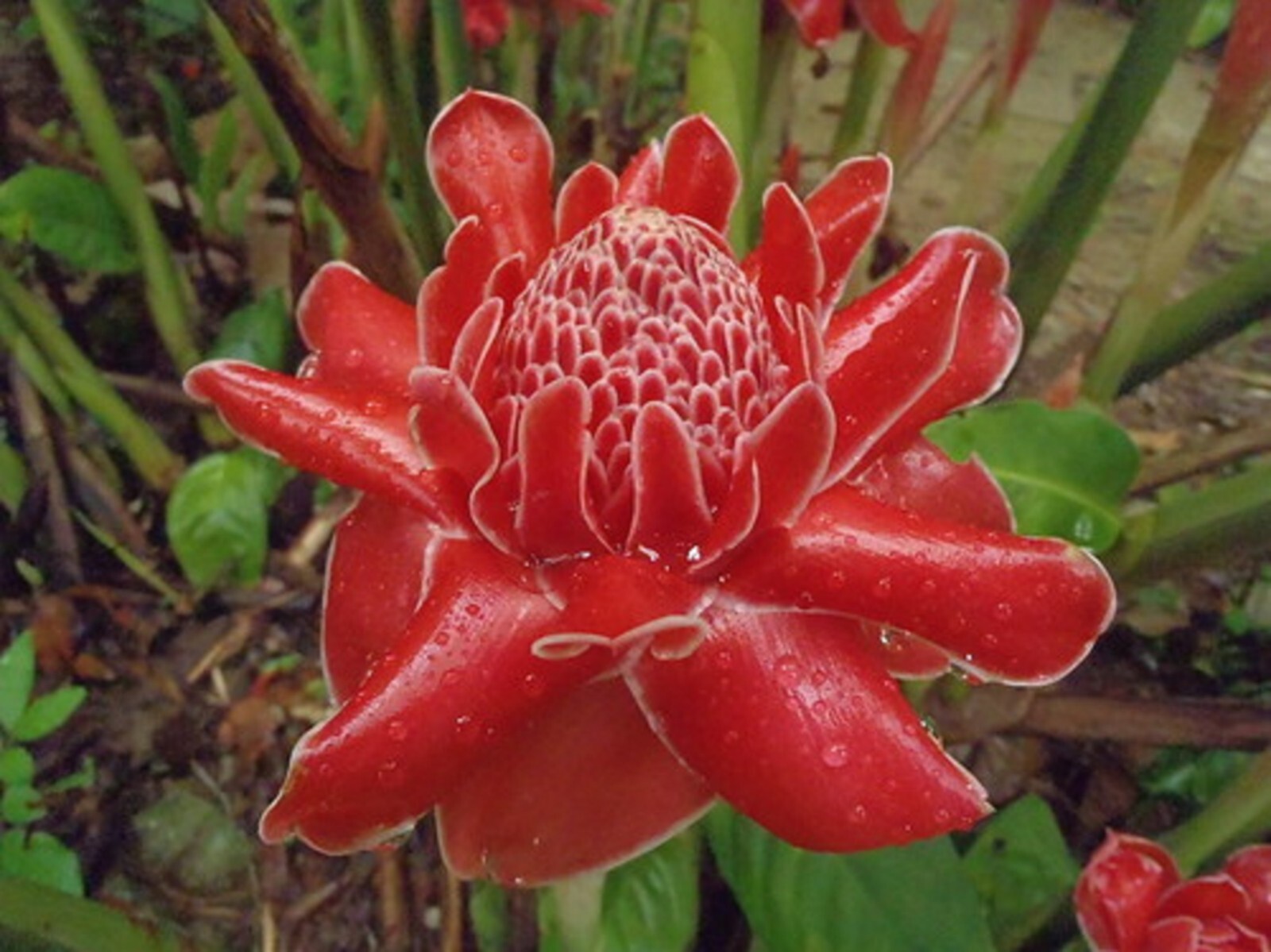 Red Torch ginger {Etlingera elatior} Organic 10 seeds Free Shipping!