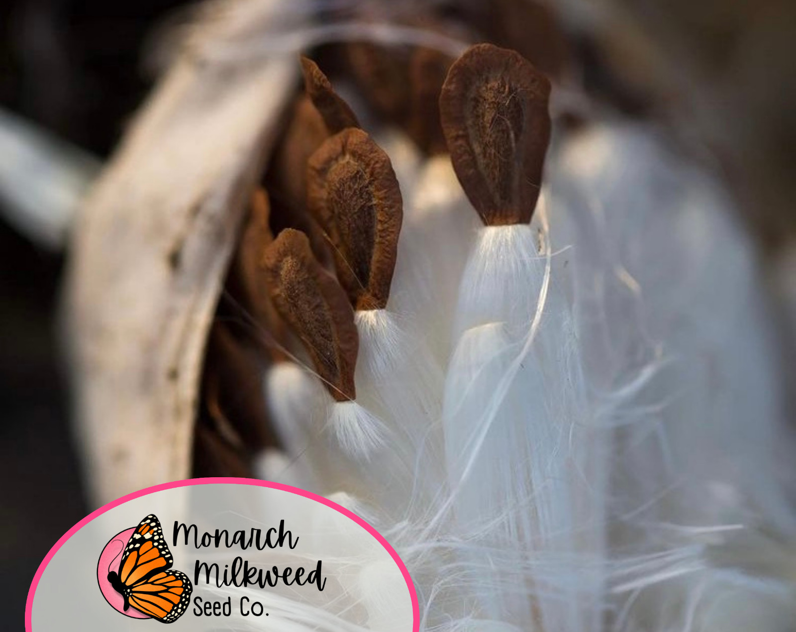 BULK COMMON MILKWEED SEEDS | Monarch Butterfly Native Flower, Asclepais Syriaca