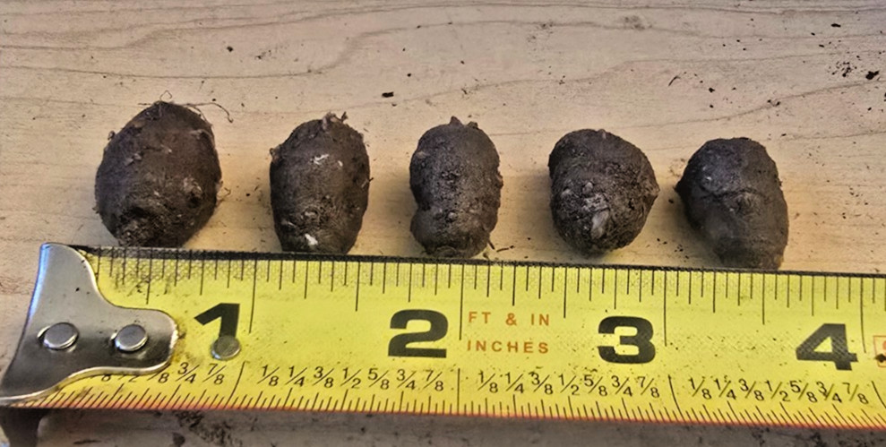 FIVE (5) AMORPHOPHALLUS DUNNII BULBS VOODOO LILY ARUM TUBER CORM AROID
