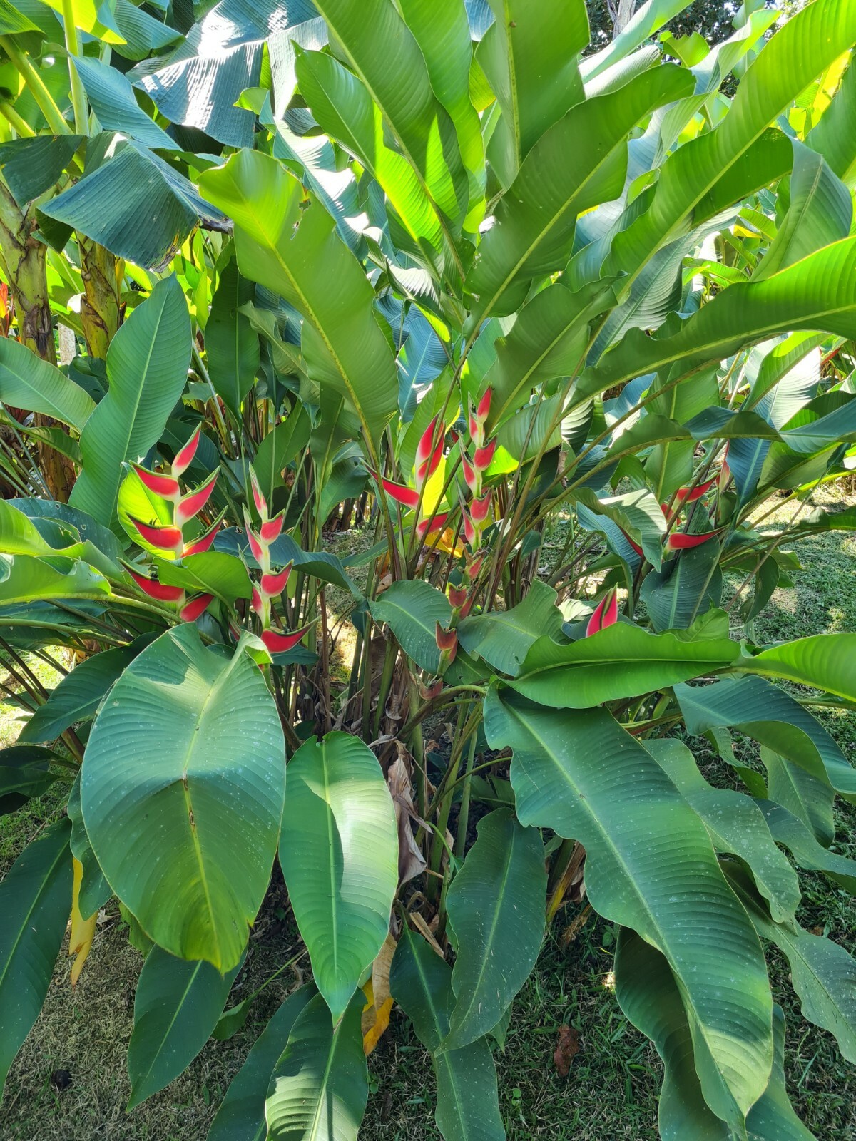 HELICONIA ORTHOTRICHA IMPERIAL LIVE RHIZOME PLANT EXOTIC TROPICAL