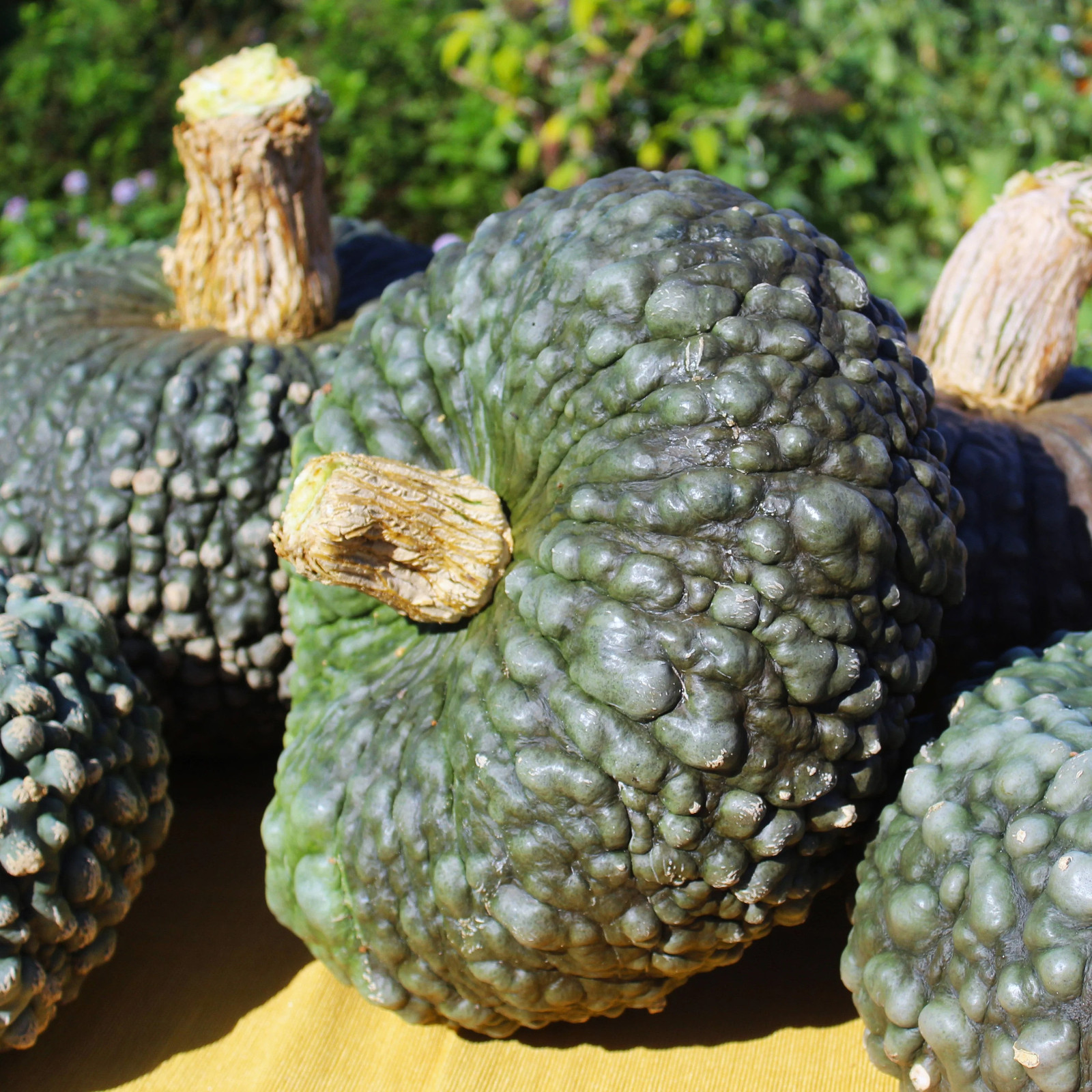 Marina Di Chioggia Squash Seeds – For 2025 Planting Italian Green Zucca Barucca
