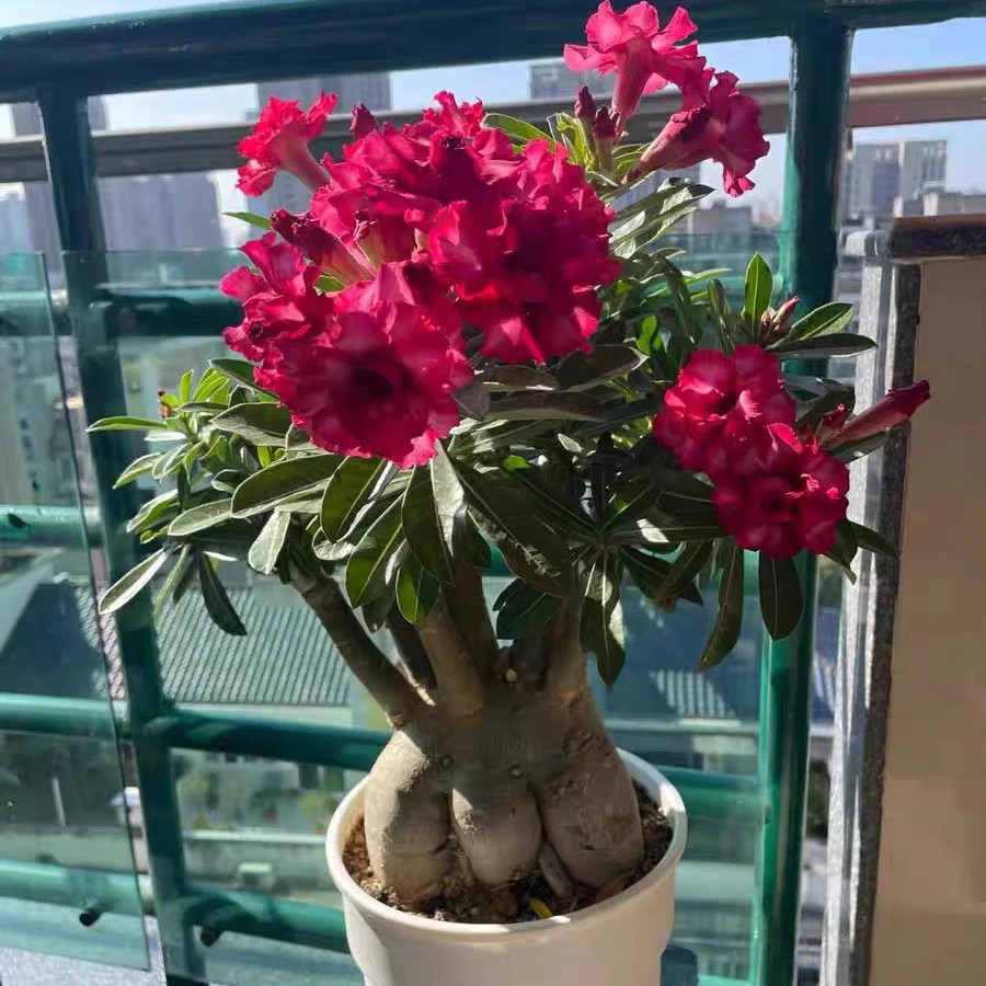 Live Bare Root Desert Rose, Easy Care Indoor Outdoor Home Garden Decor