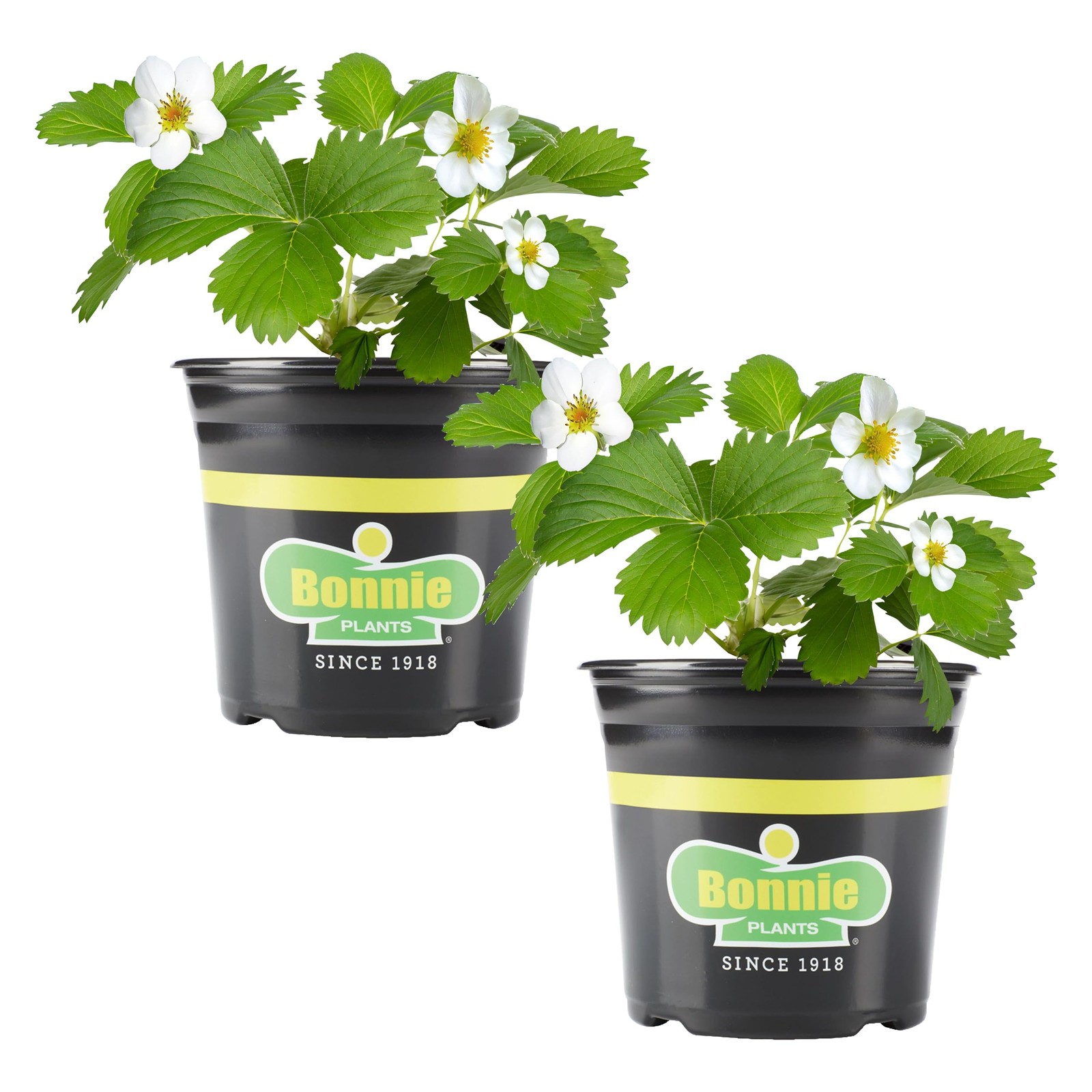 Bonnie Plants Strawberry Live Plant 1 Gal. 2-Pack