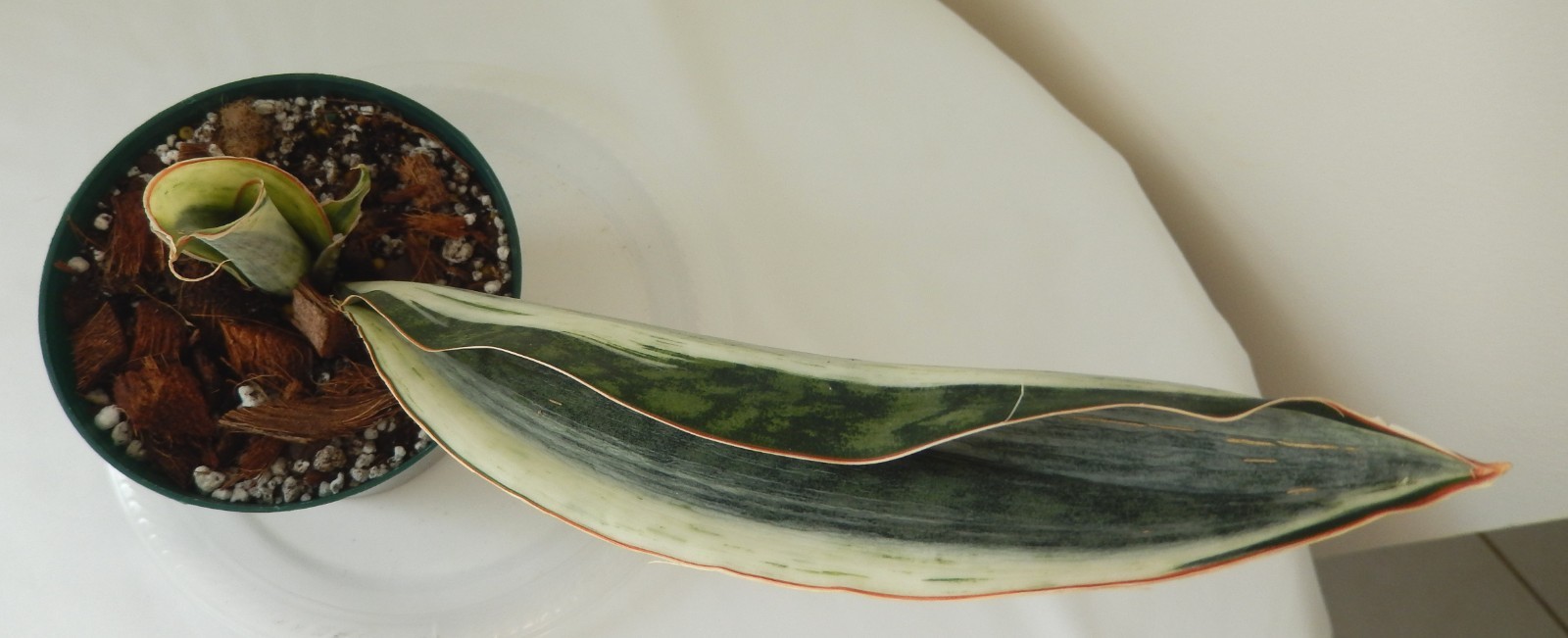 White Variegated Whale Fin Sansevieria Rooted In 4″ Pot Tag #34