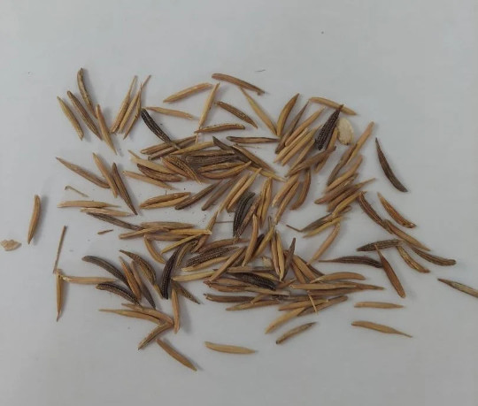 Salsify (Tragopogon porrifolius), qty 100 seeds, organically grown