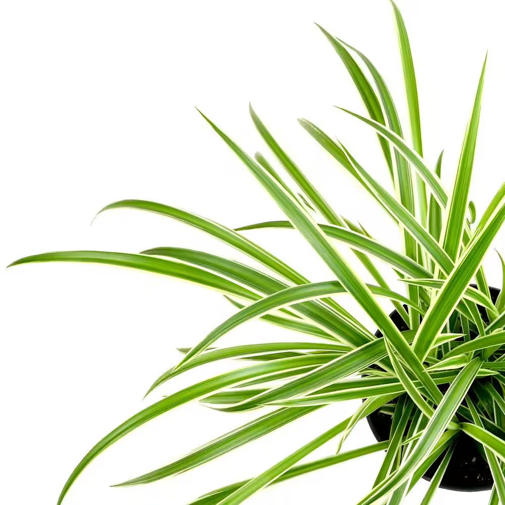 6 In. Spider Plant in Hanging Basket (Chlorophytum)