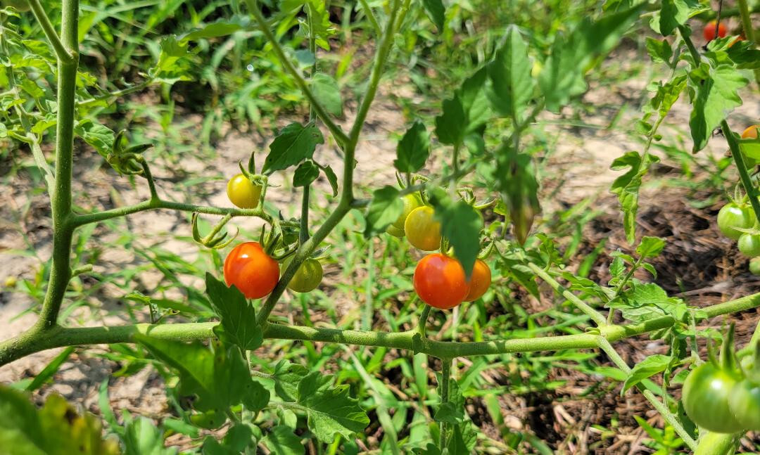 Matt’s Wild Tomato | 25 Seeds | Solanum Lycopersicum | Cherry Tomato | Flavor