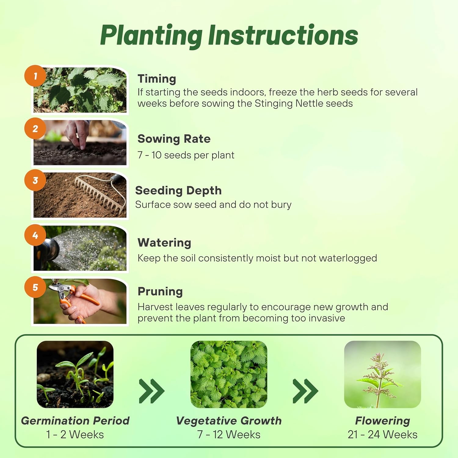 10000 Seeds Stinging Nettle Seeds For Planting | Urtica Dioica Herb Seed