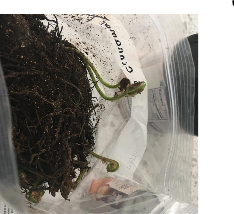 20 Tennessee Ostrich-Glade Fern Rhizomes With No Leaf – Zones 3-9 – Osmundastrum