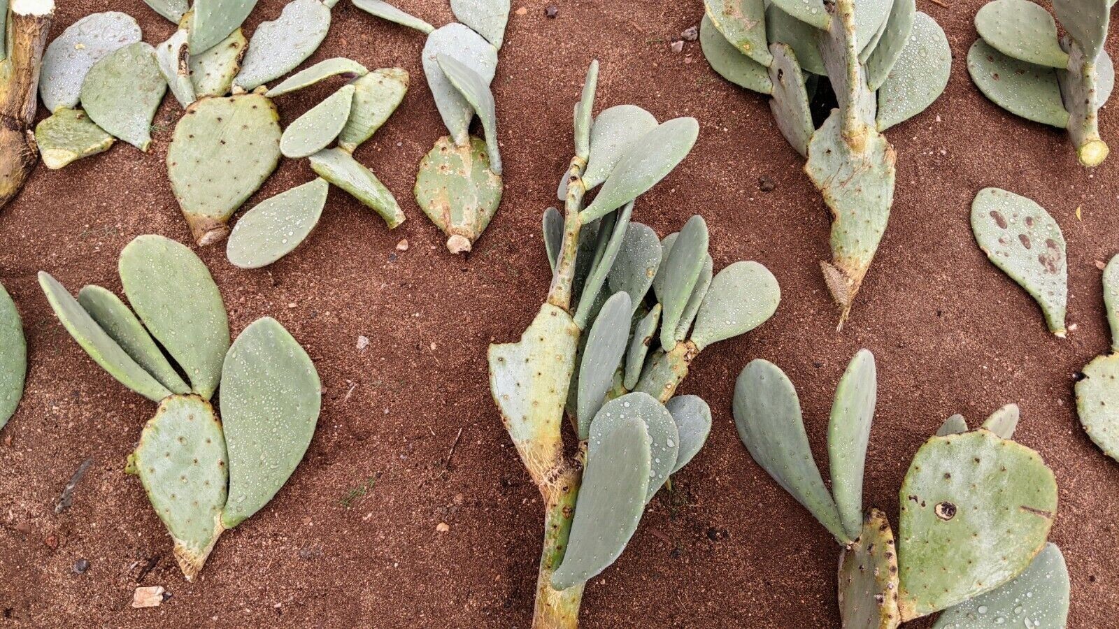 3 Spineless Prickly Pear Opuntia Cactus Pads 5+ Inches each From Arizona