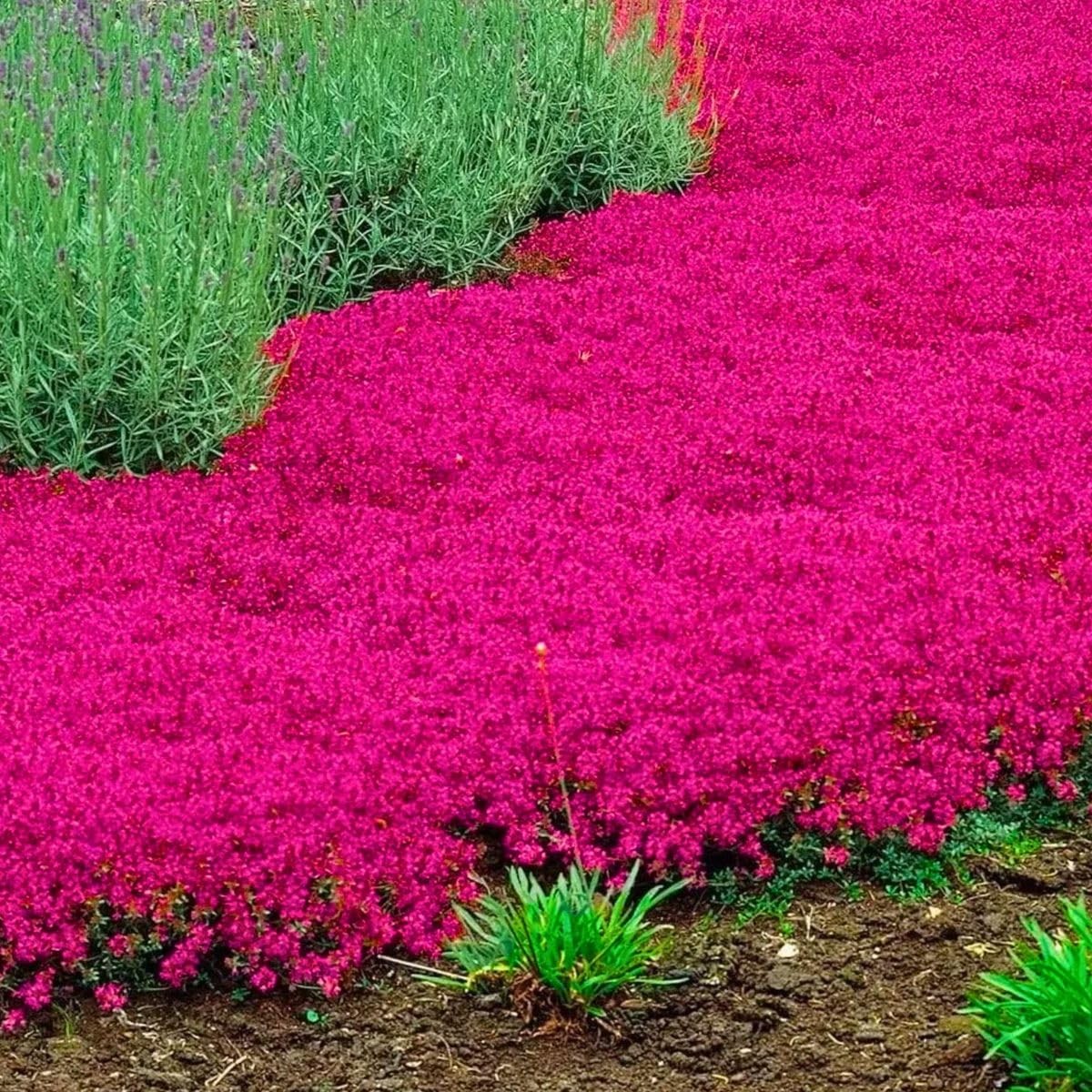 20000+ Red Creeping Thyme Seeds Ground Cover Plant