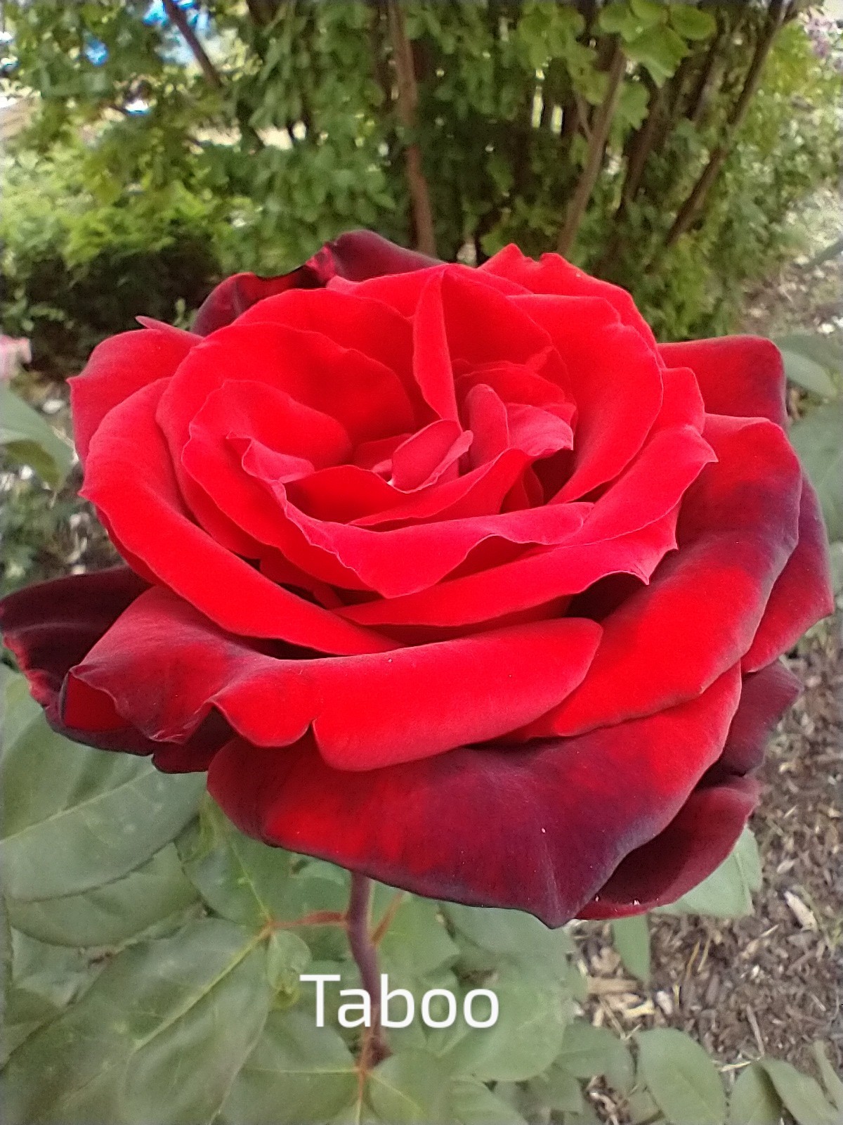 Taboo-Deep Red Hybrid Tea Own-root Live Plant Long Stems 6″ Pot Rose Bush
