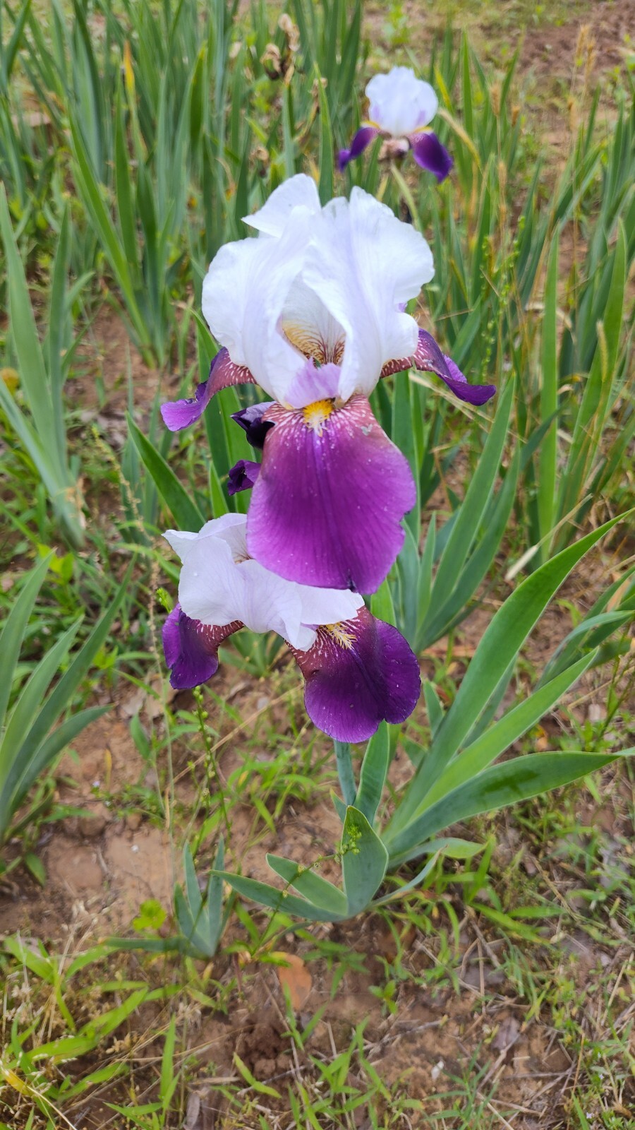 10x MIXED VARIETIES/COLORS IRIS BULBS RHIZOMES (Will BE TALL) Fresh