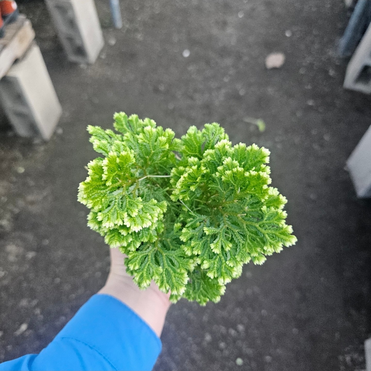 Selaginella | Frosty Fern | 4in pot