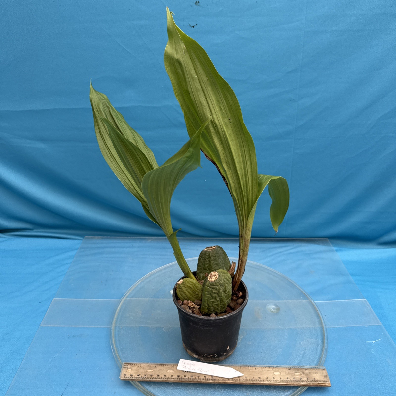 Lycaste Andres Eljuri EXACT Maroon Red White BS Orchid Hybrid 4.5” Fresh RePot