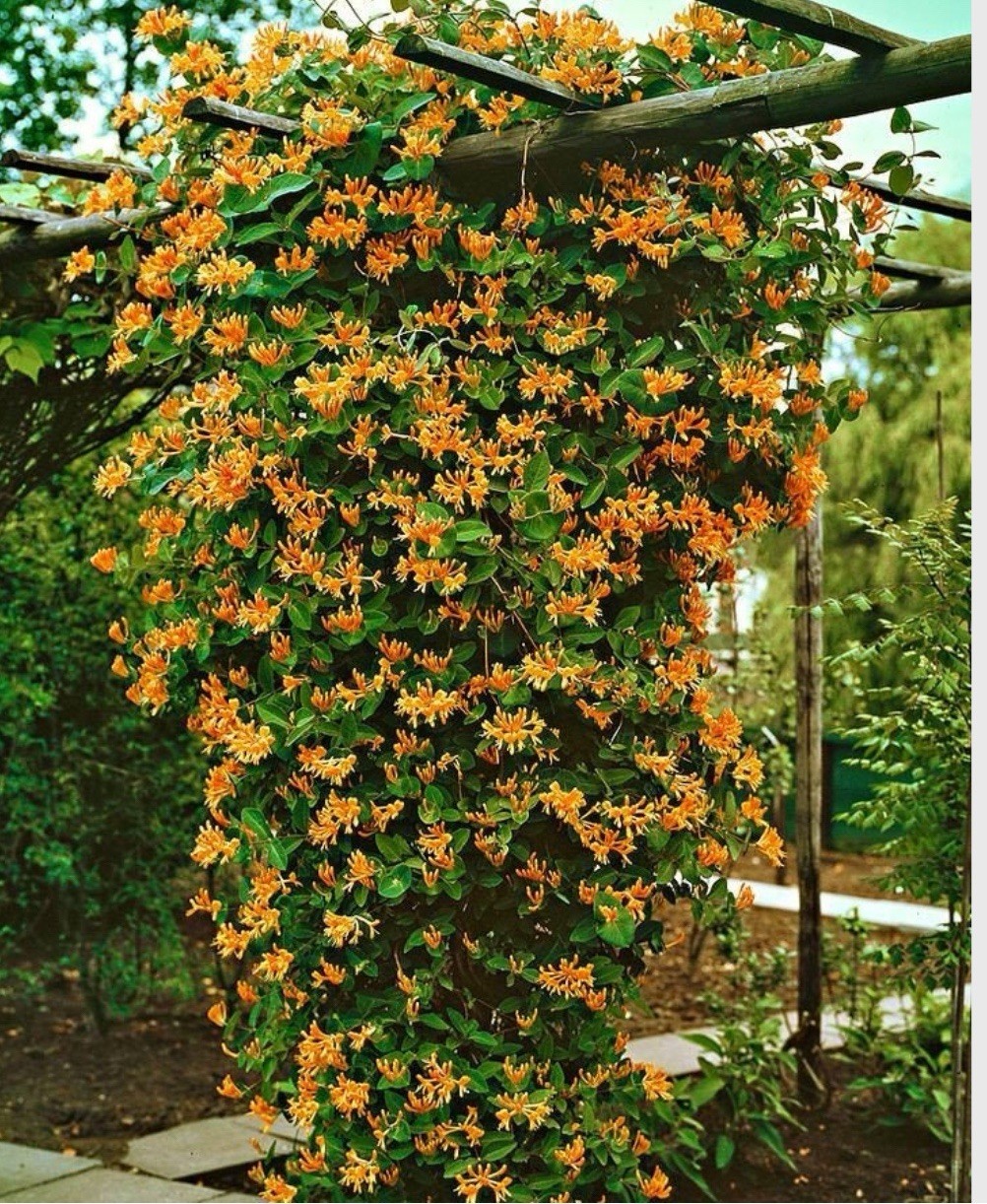 Mandarin Honeysuckle Lonicera Vine Well Rooted SMALL Starter Plant