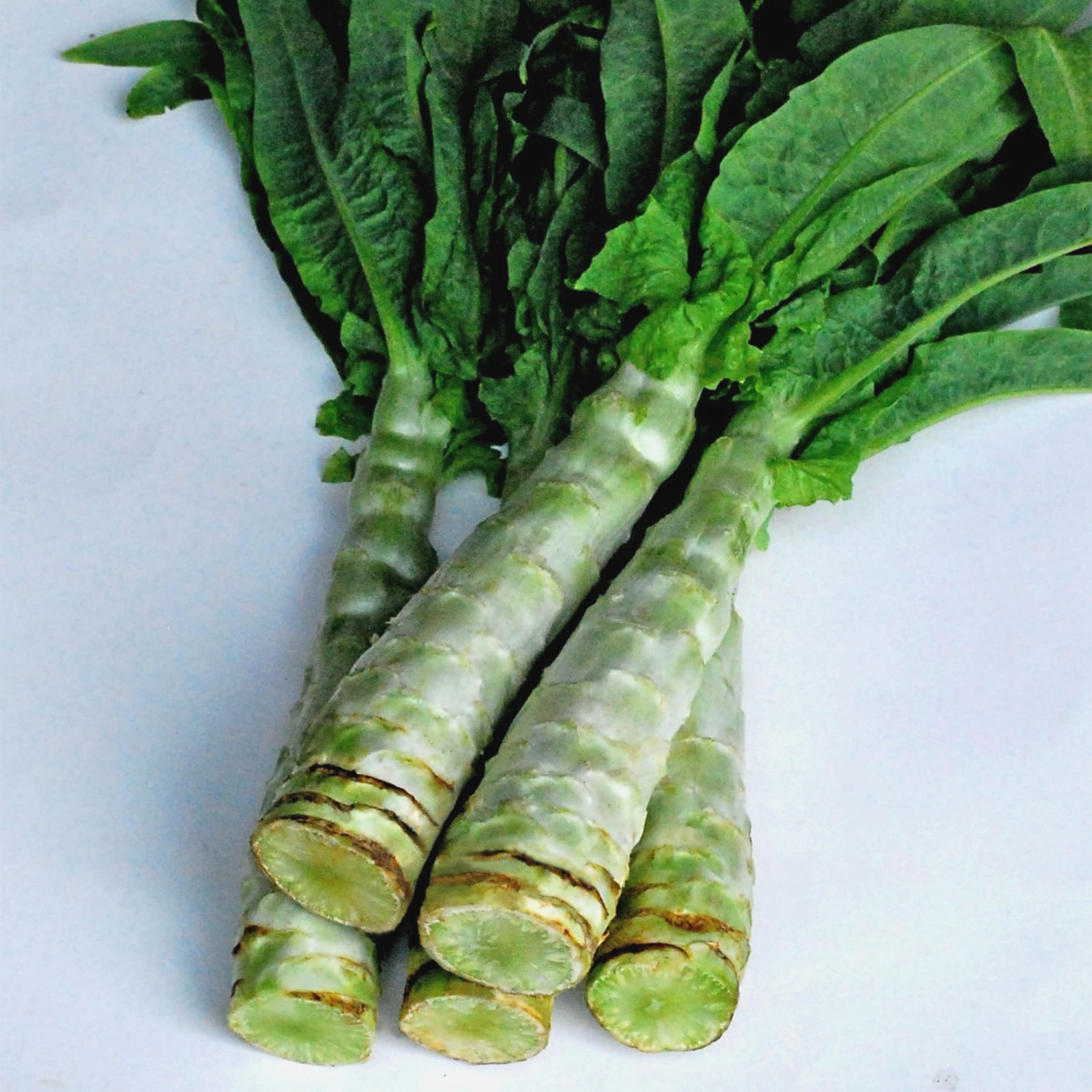 🌱New! Summer 38 Pointed Leaf Celtuce/Wosun/Stem Lettuce 50+ Seeds