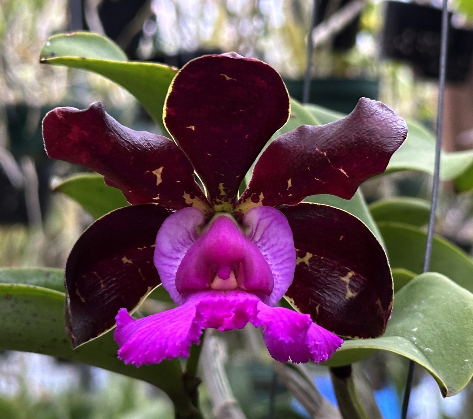 COMPACT BRAZIL CATTLEYA ORCHID SPECIES OUT OF BLOOM aclandiae 6″ pot