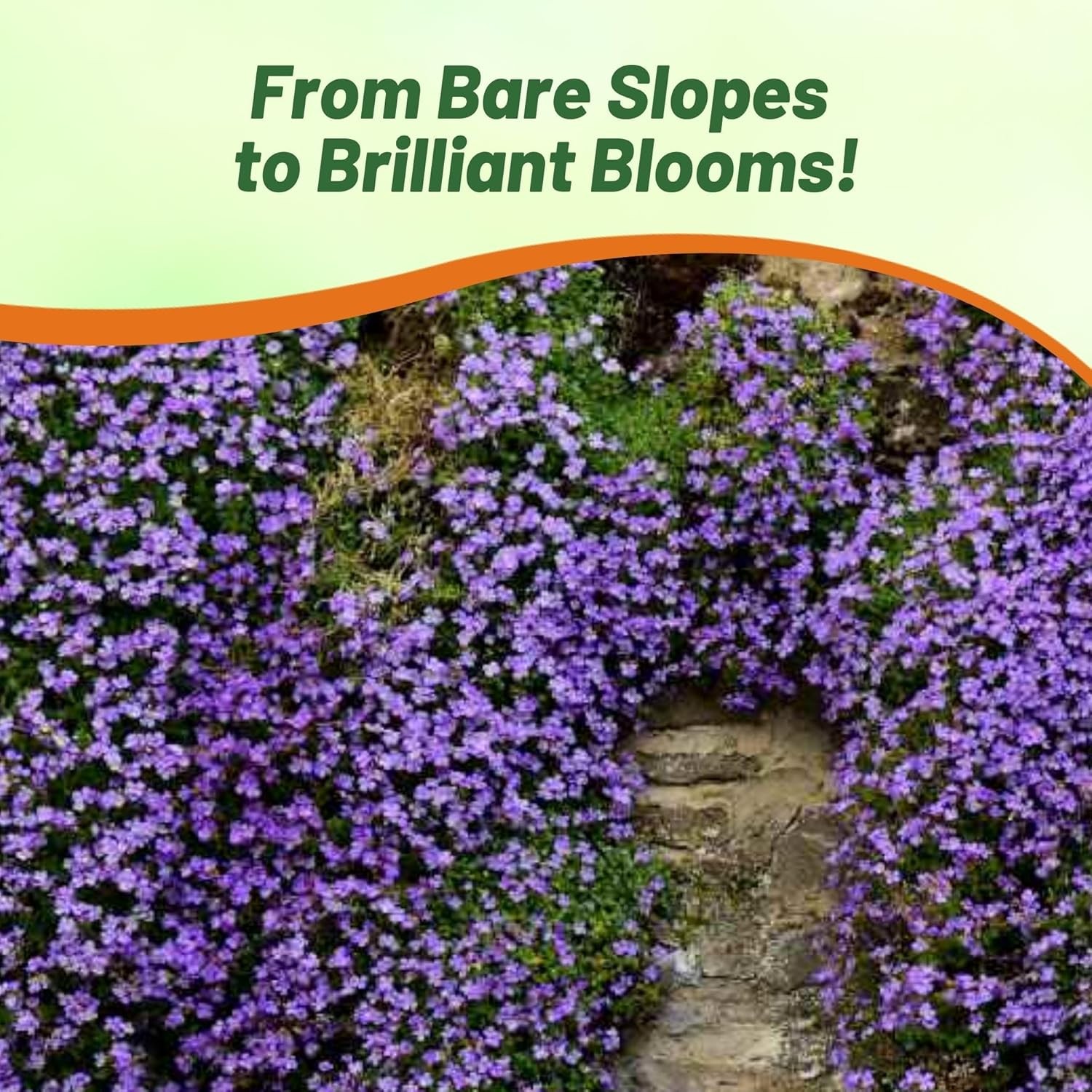 2000 Seeds Purple Cascading Aubrieta Ground Cover Plant Seeds – Rock Cress