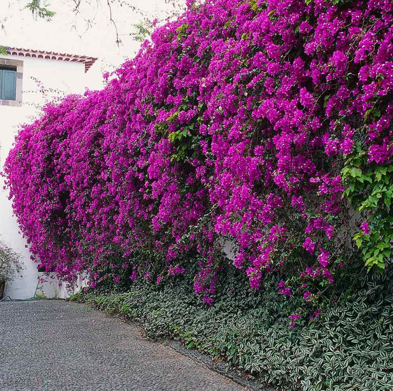 Set 2 New River Bougainvillea Starter Plants – 4-10″ Tall – Hardy Bougainvillea