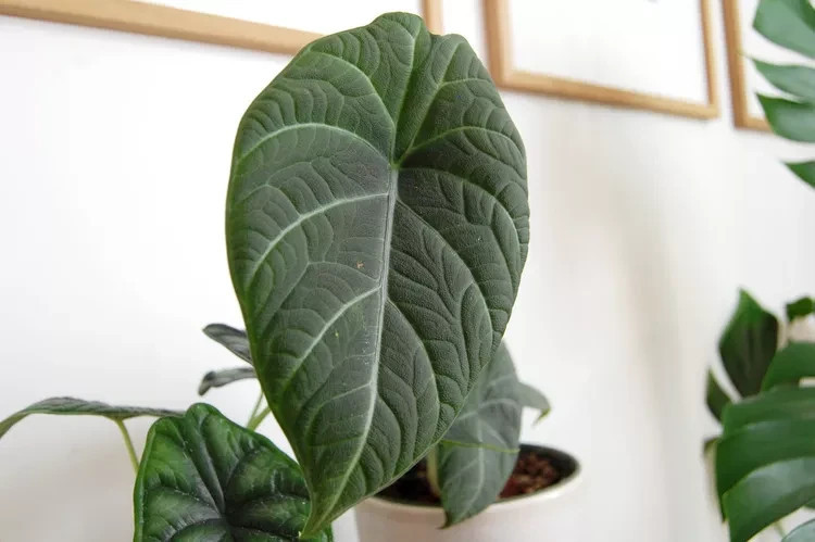 ALOCASIA MAHARANI CORM NICE SIZE STARING TO ROOT ALREADY