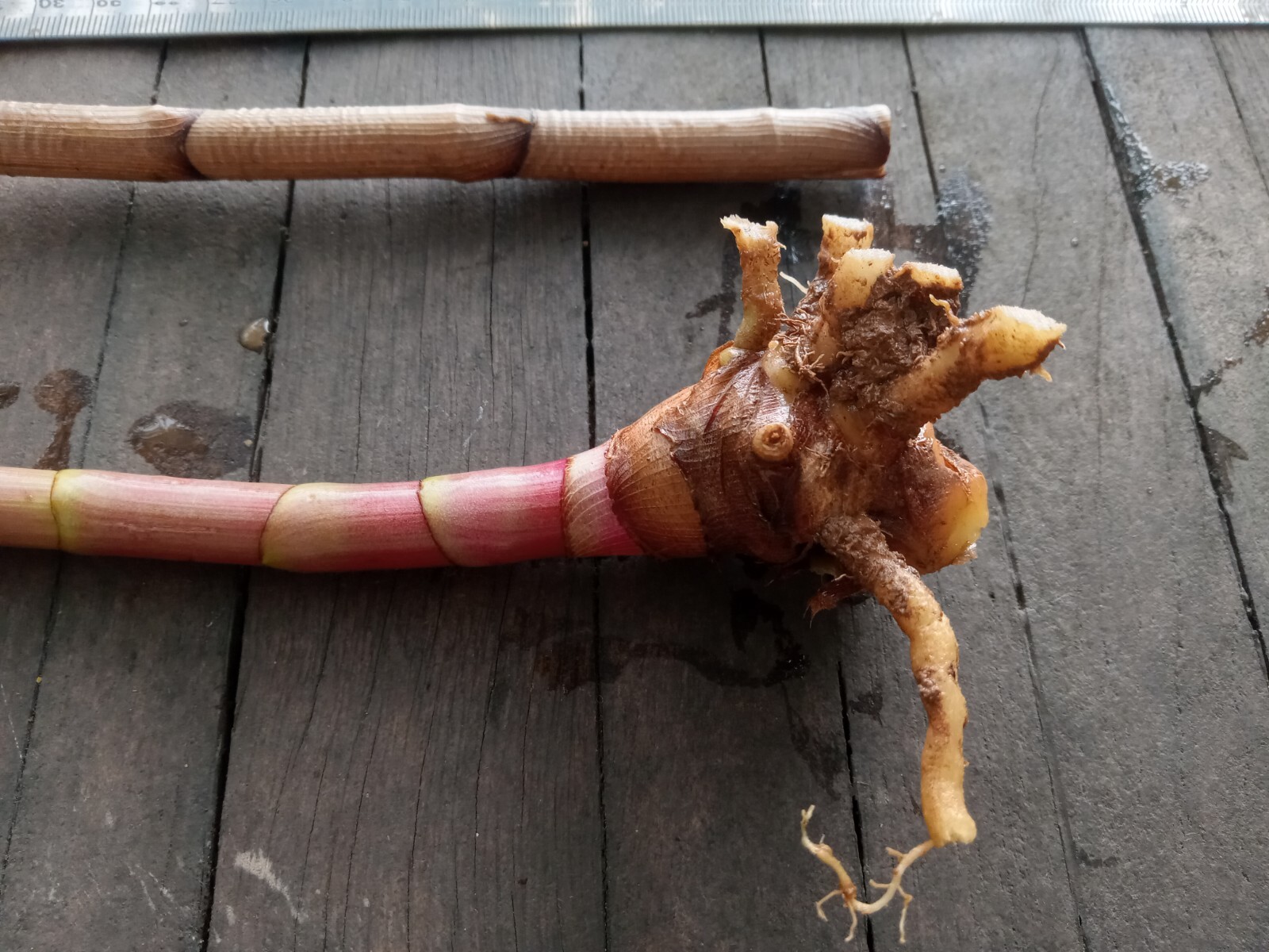 2x Red Button Ginger, Costus Woodsonii. Tropical easy to grow shade loving plant