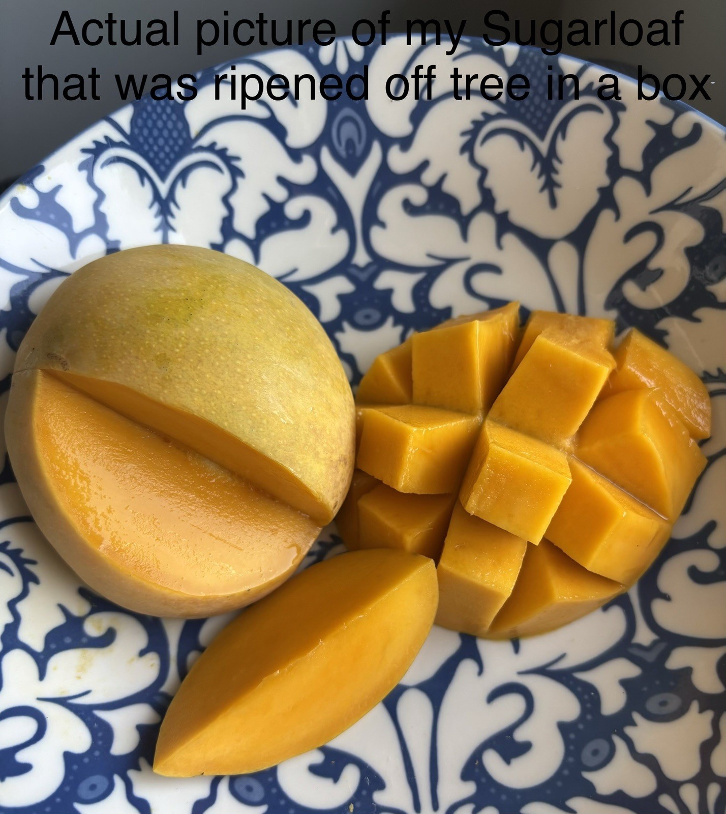 SUGARLOAF “PINEAPPLE” MANGO TREE CLONE Polyembryonic 4 Seeds