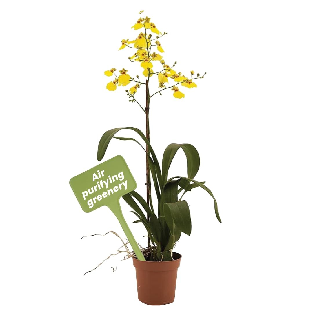American Plant Exchange Live Oncidium Orchid Plant Colorful Flowers Dancing