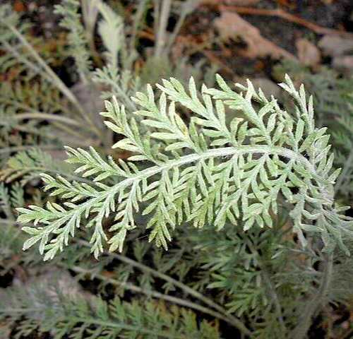 ACHILLEA CLYPEOLATA Seeds *FREE Shipping!* Yellow Yarrow Bulk Herb Flower Seeds