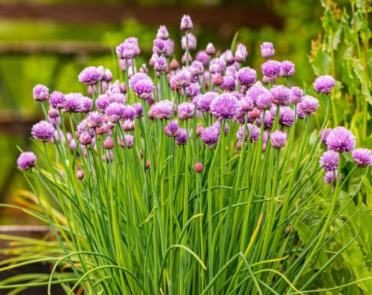 Chives – 1/8 Tsp. (200-230 seed count)