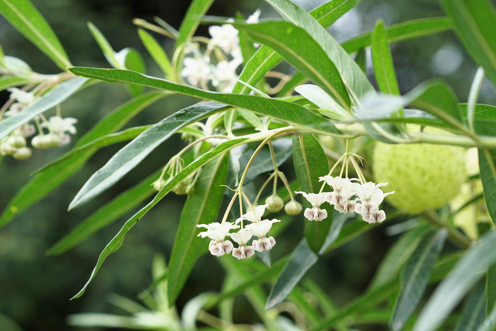 10 BALLOON MILKWEED Hairy Balls Butterfly Weed Asclepias Gomphocarpus Physocarpu