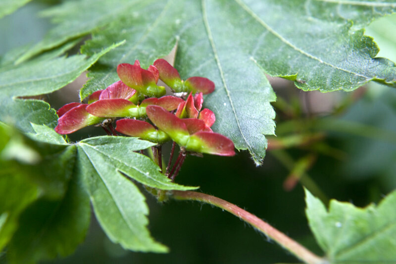 Korean Maple, Acer pseudosieboldianum, Tree Seeds (Showy, Fall Color, Fast)