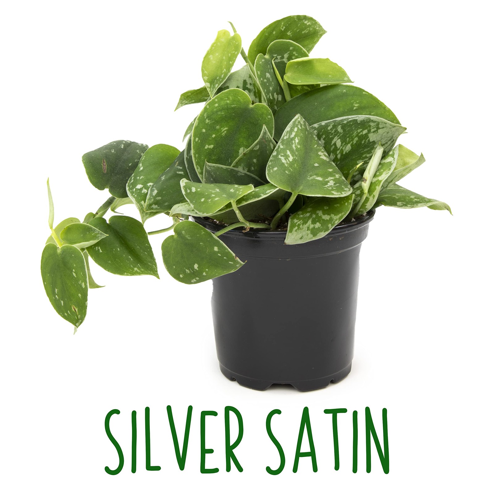 Altman Plants Live Pothos Plants 4Pk Indoor Plants Live Pothos Live Plant House