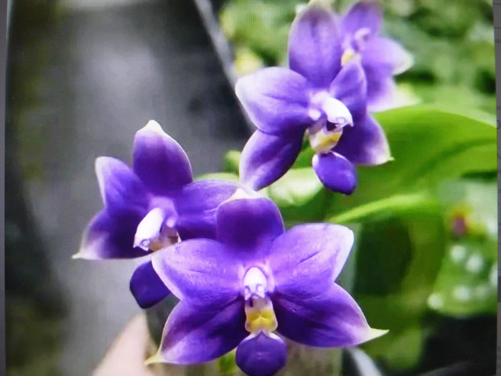 Phalaenopsis Orchid Phal. violacea indigo ‘Jia Ho Blue Moon’ In 3.5″ Pot