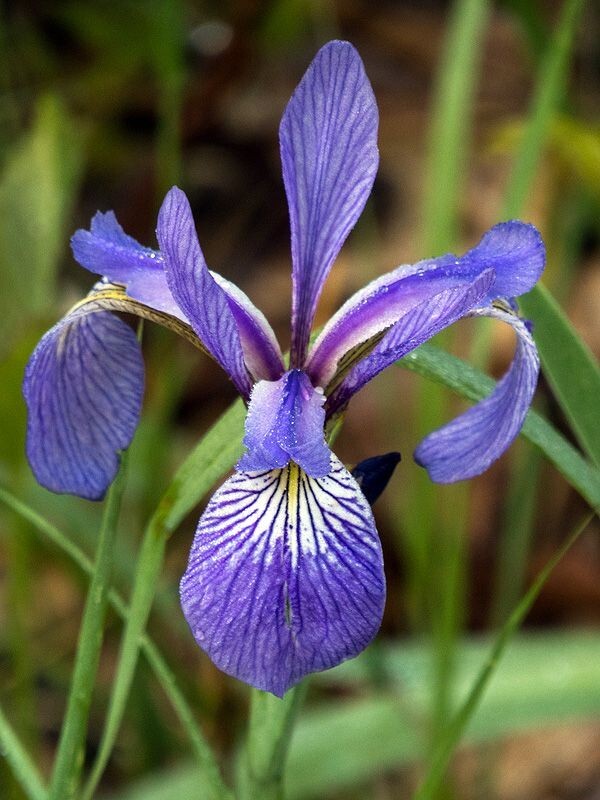 Wild Iris Bare-root (Iris cristata – Dwarf Crested Iris)