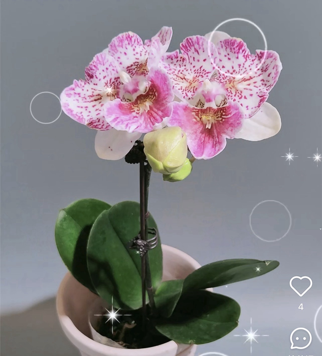 Phal. Younghome’s heart, big lip, pretty unique flowers
