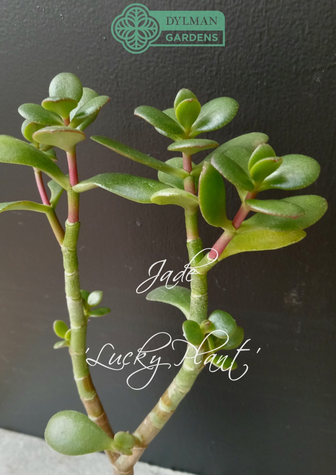 Jade Plant (Crassula Ovata) – Lucky Plant – Indoor Houseplant – Multiple Sizes