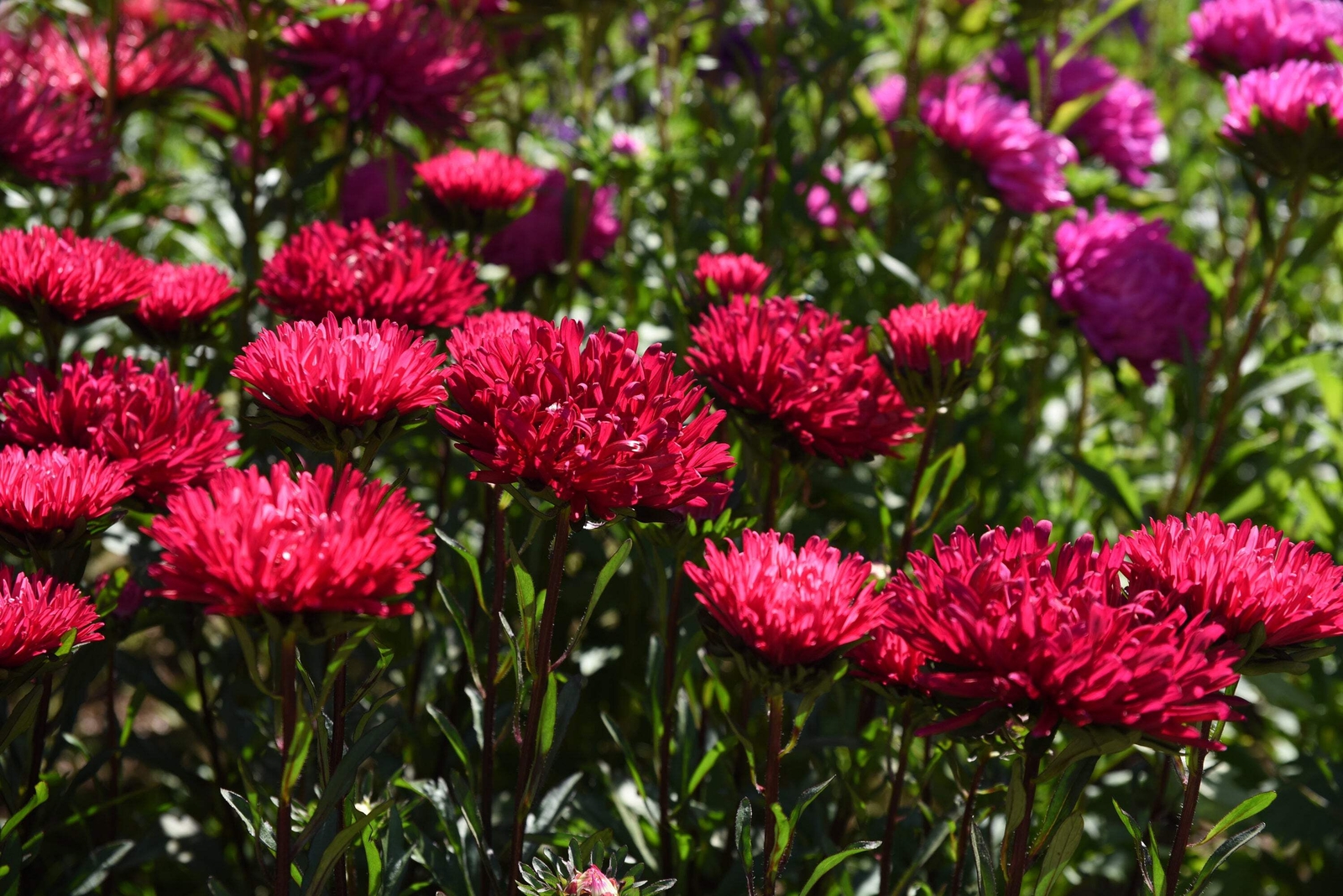 250 RED CHINA ASTER Callistephus Chinensis Flower Seeds *Flat S/H