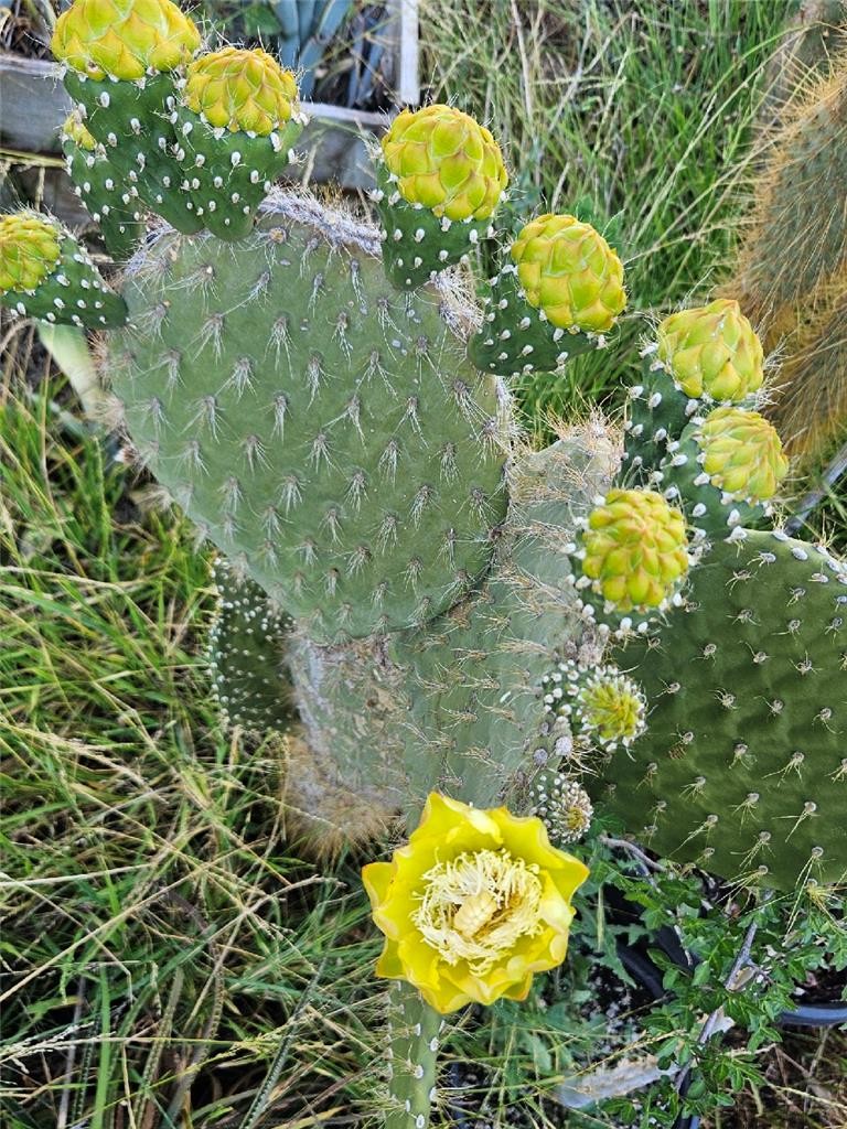 Galapagos Opuntia Megasperma Var Orientalis Selection, Colored Flowers