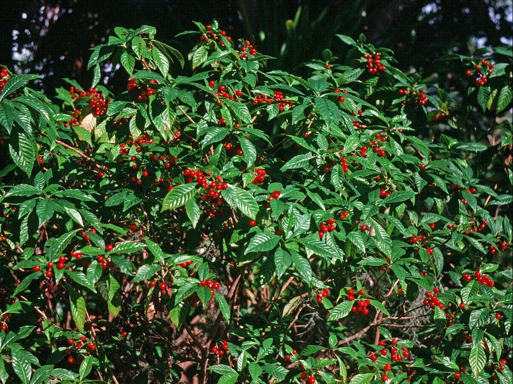 Florida Native WILD COFFEE Seeds!