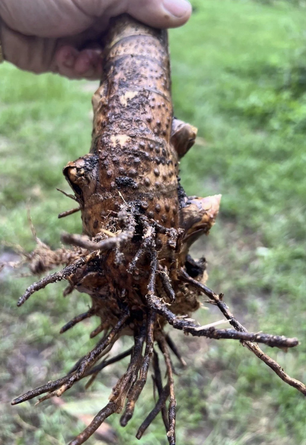 Buddha belly bamboo Valued XL rhizome division