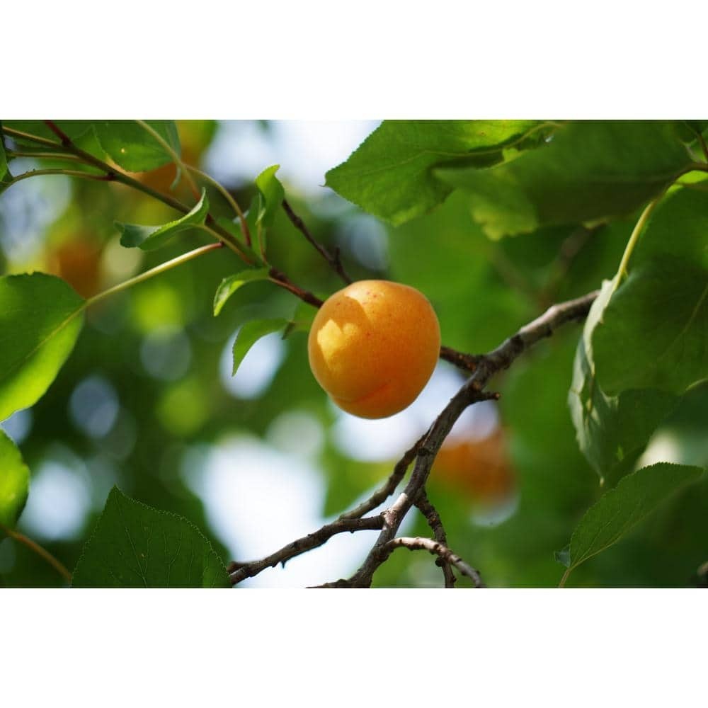 Bare-Root Dwarf Puget Gold Apricot Tree, 3–4 ft Tall, 2 Years Old
