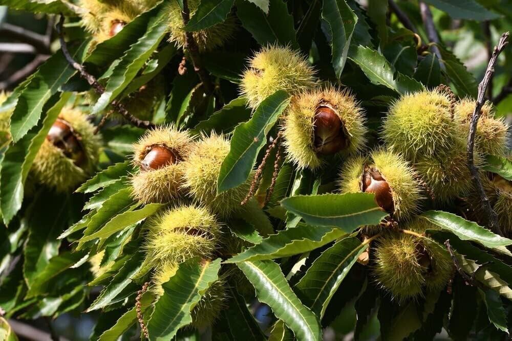 Colossal Chestnut Tree Seeds – Grow Huge Chestnuts – Castanea sp Colossal