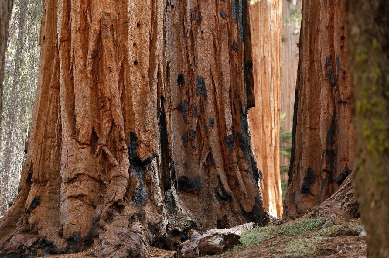 3 Medium Giant Sequoia Live Tree Seedling Garden 2 Plants