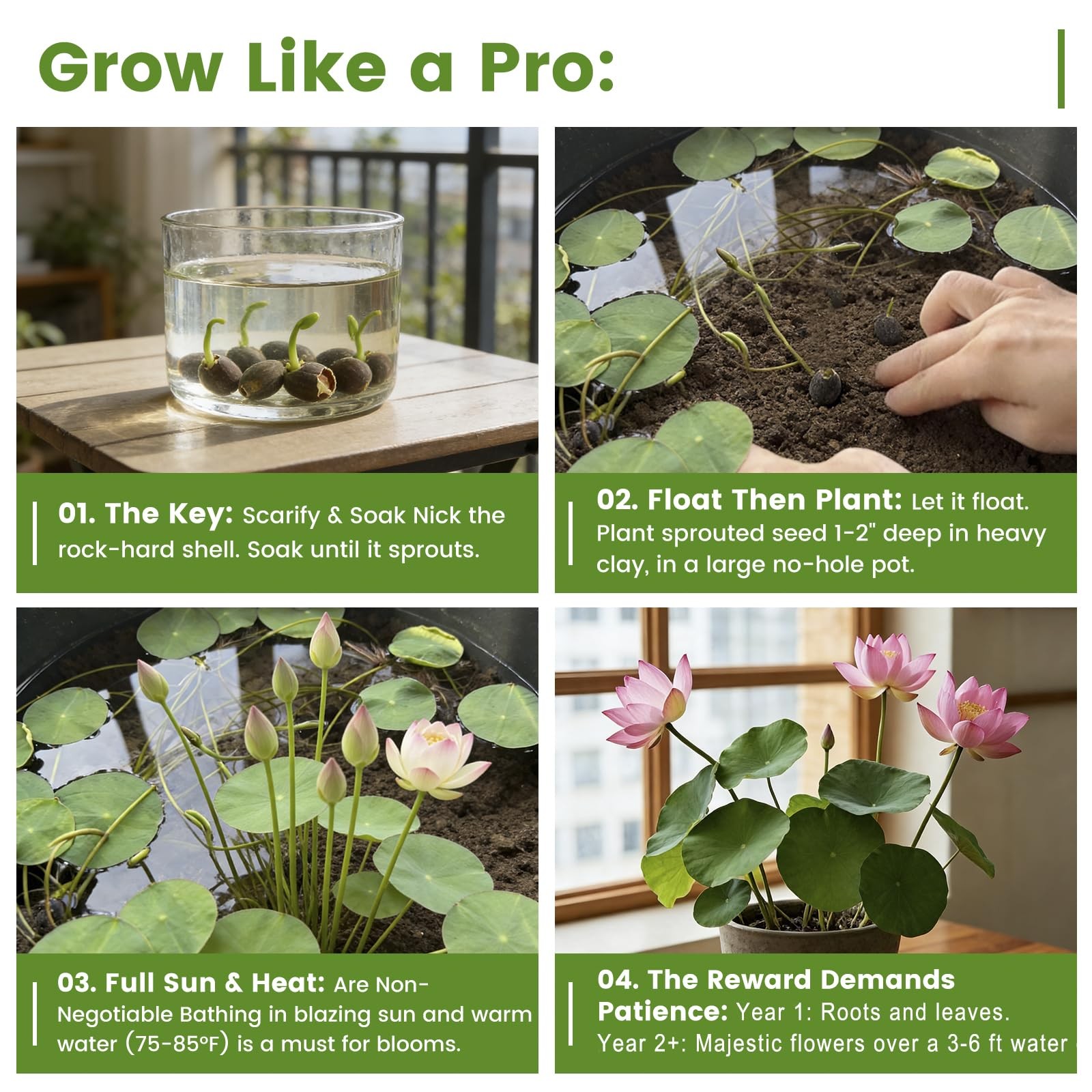60 PCS Lotus Seeds for Planting in Water – Mixed Color Bowl Green