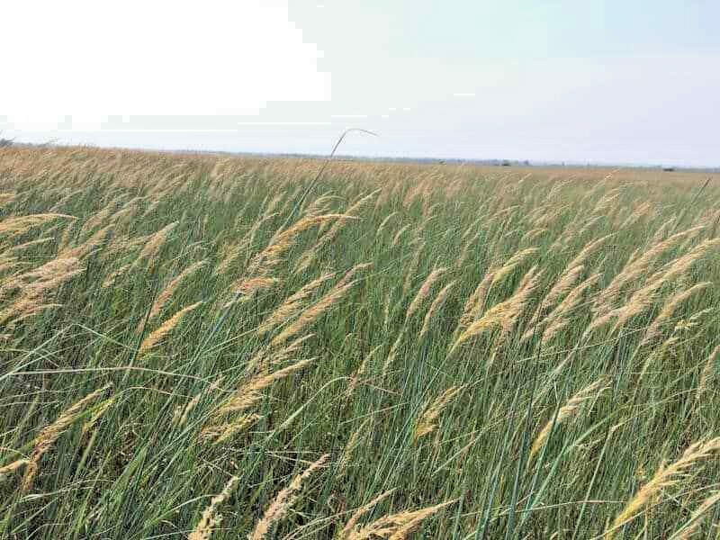 501+INDIAN GRASS Seeds Native Prairie Wildflower Ornamental Poor Soils Heat Cold