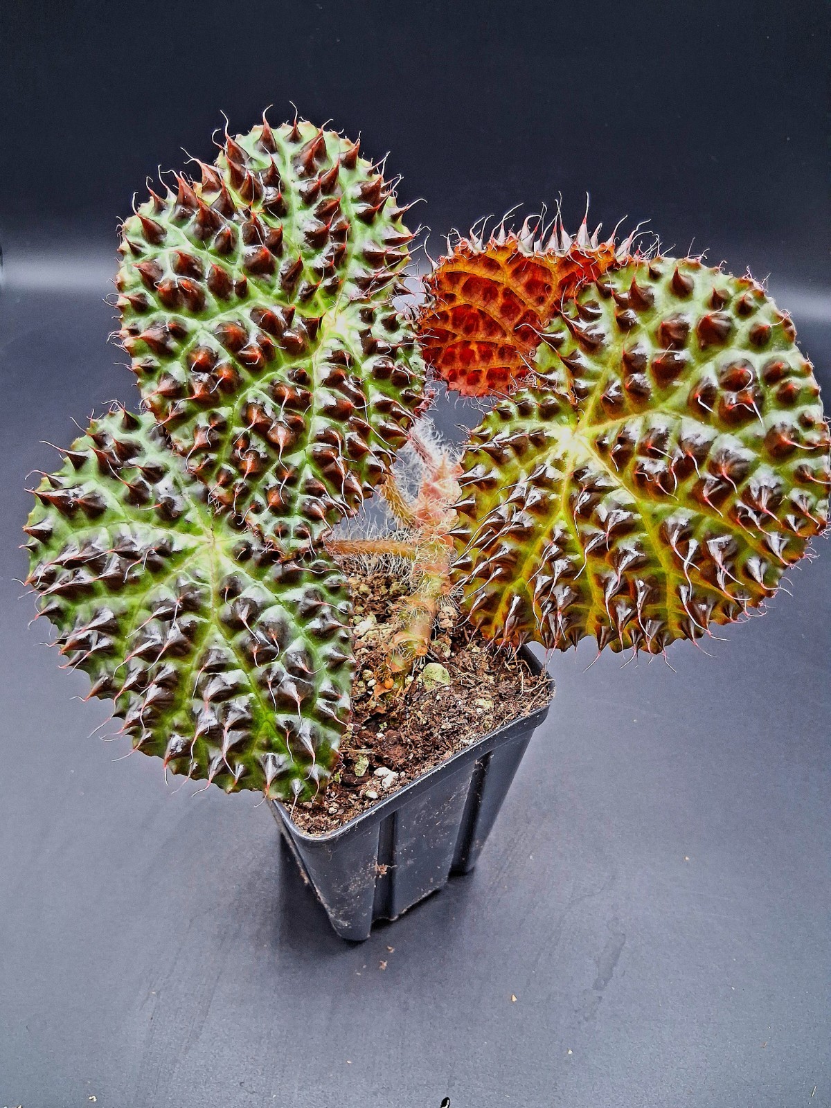 Begonia Melanobullata, Exact Plant!!!!