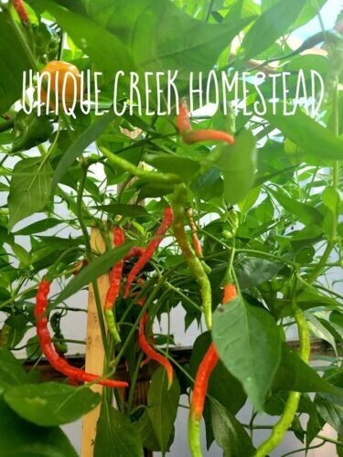 Indian Jwala Red Spicy Chili Pepper 25-Seeds Organically Grown Hot Peppers